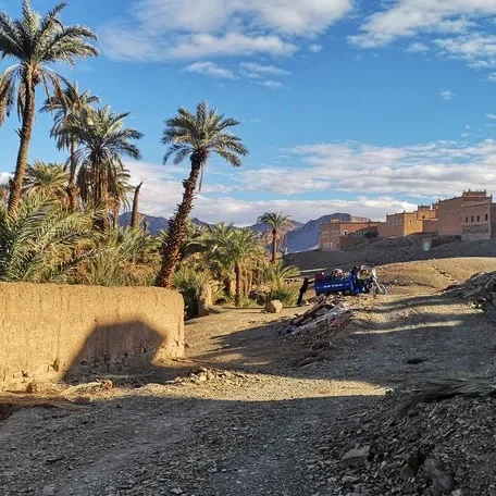Palmen von Mhamid